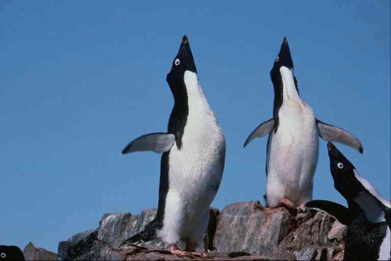 Pingquins01-Adelie Penguins-by Trudie Waltman.jpg