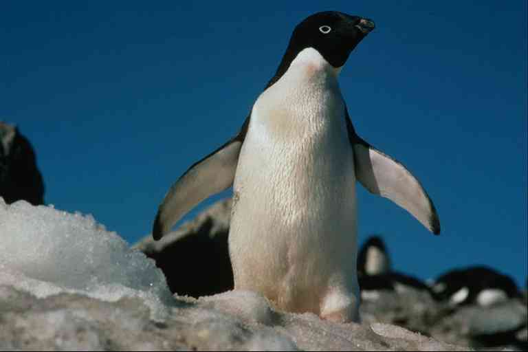 Pingquins02-Adelie Penguins-by Trudie Waltman.jpg