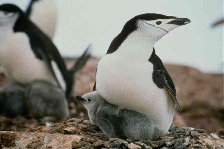 Pingquins03-Chinstrap Penguins-by Trudie Waltman.jpg