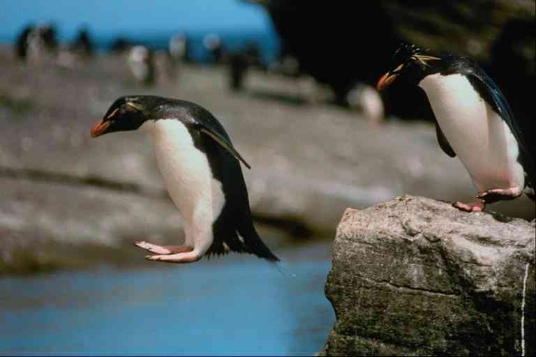 Pingquins04-Rockhopper Penguins-by Trudie Waltman.jpg