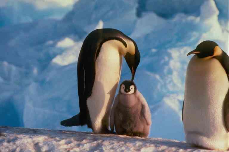 Pingquins05-Emperor Penguins-by Trudie Waltman.jpg
