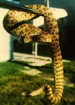 Prairie Rattler-Rattlesnake-by Norman Welsh.jpg