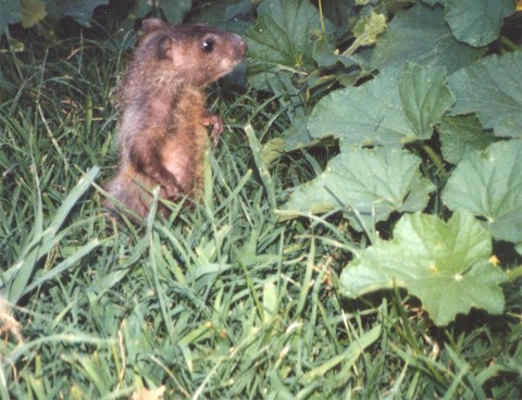 Puddin in cucumber patch-Groundhog-by Janet Mercer.jpg