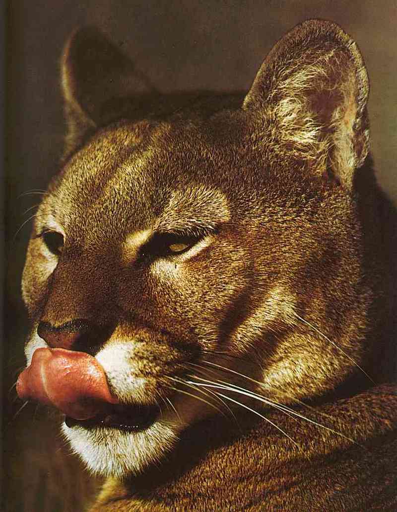 Puma-concolor2TR-Cougar-by Trudie Waltman.jpg