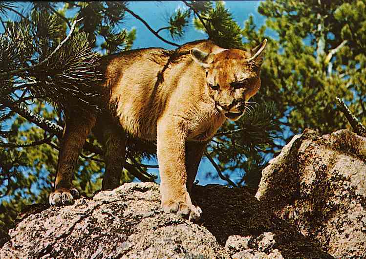 Puma-concolorTR-Cougar-by Trudie Waltman.jpg