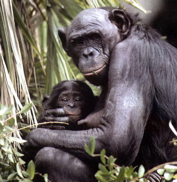 Pygmy Chimpanzees-Bonobo mom and baby-closeup-by Julius Bergh.jpg
