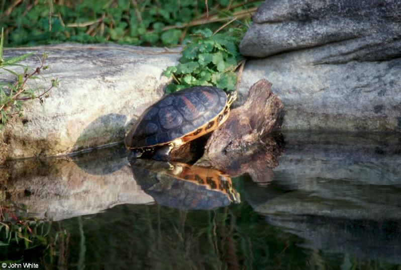 Red-bellied turtle  Pseudemys rubriventris-by John White.jpg