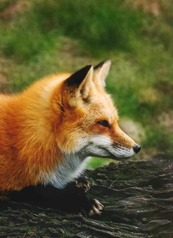 RedFox1-sitting on log-face closeup-by Gary Borland.jpg
