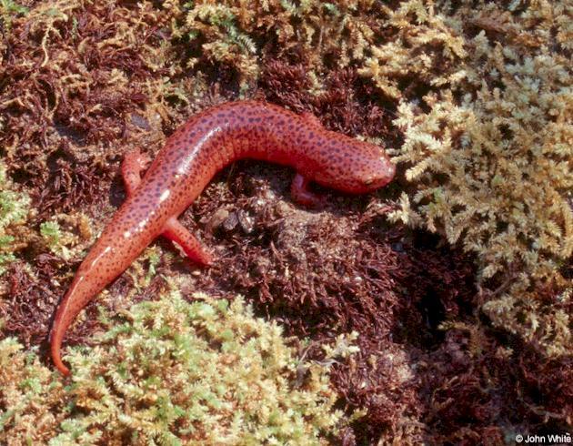 Red Salamander  Pseudotriton ruber 1lr-by John White.jpg