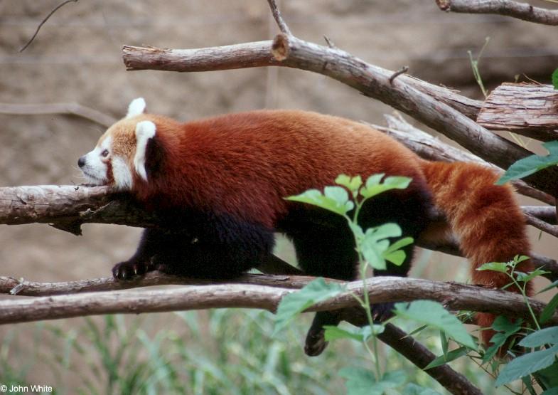 Red panda0001-by John White.jpg
