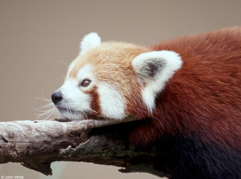 Red panda0002-by John White.jpg