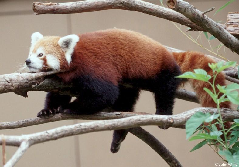 Red panda0003-by John White.jpg