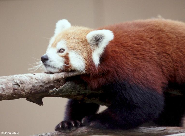 Red panda0004-by John White.jpg