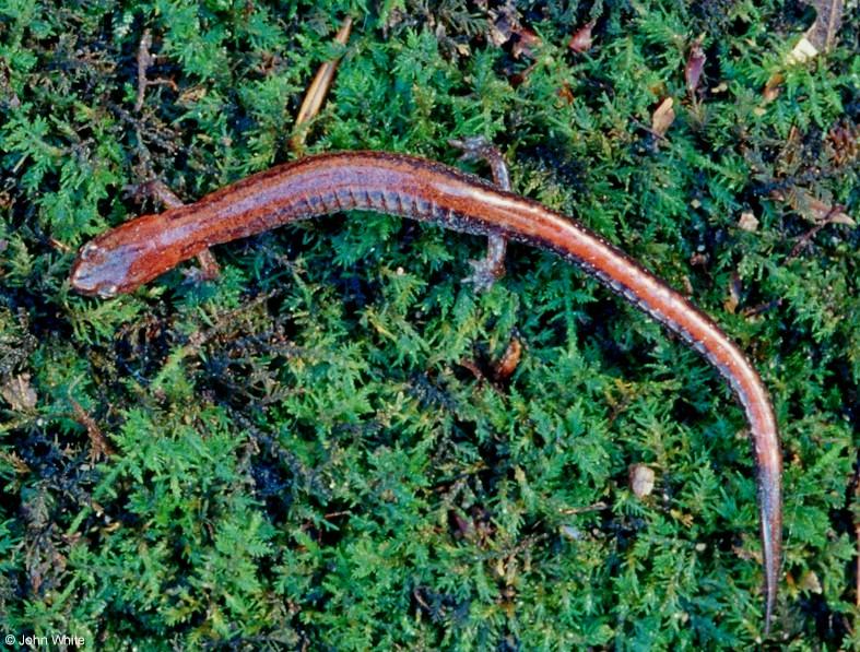 Redback salamander-Plethodon cinereus001-by John White.jpg