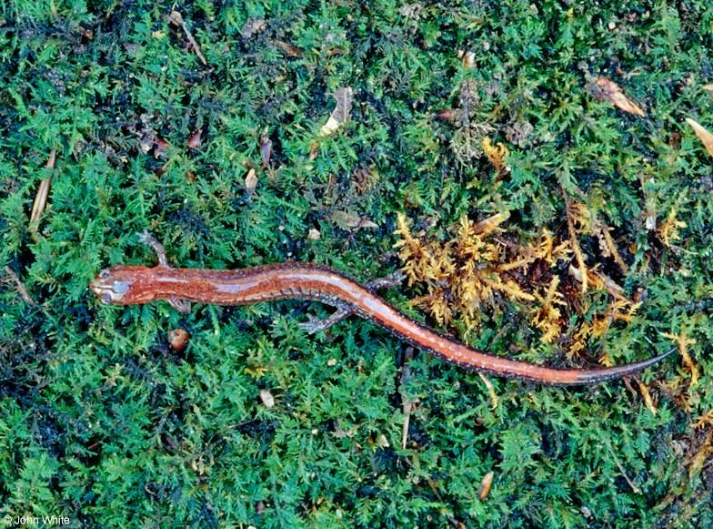 Redback salamander-Plethodon cinereus002-by John White.jpg