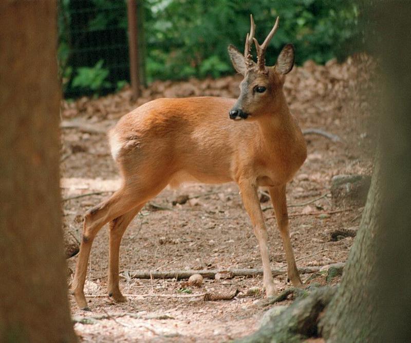 Roebuck001-Deer-by Ralf Schmode.jpg