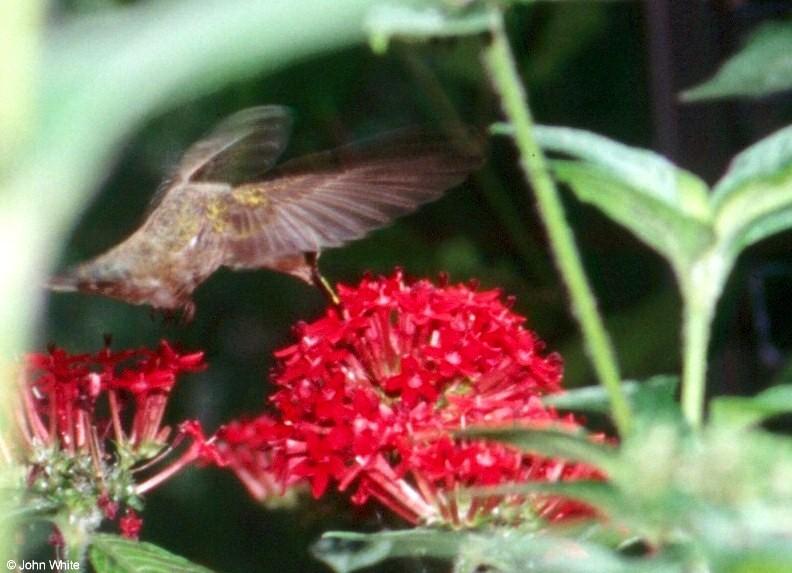 Ruby-Throated Hummingbird-by John White.jpg