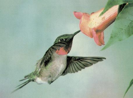 Ruby-throatedHummingbird-SippingNectar.jpg