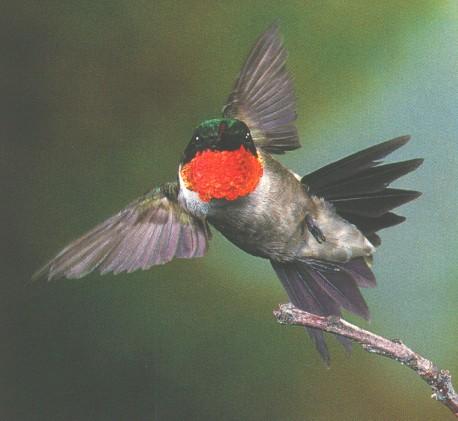 Ruby-throatedHummingbird002-Landing-Off-FromBranch.jpg