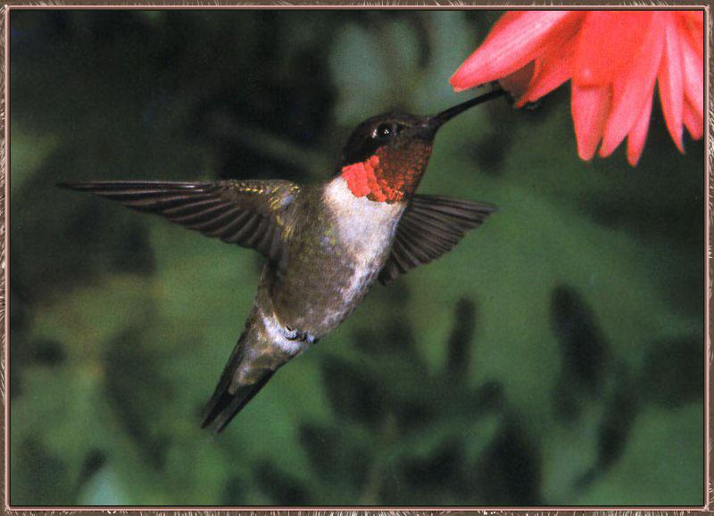 Ruby-throatedHummingbird 02.jpg