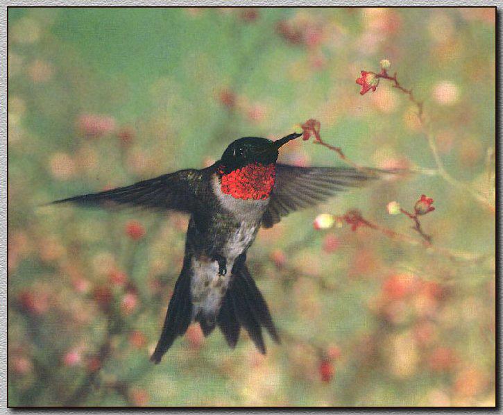 Ruby-throatedHummingbird 04.jpg