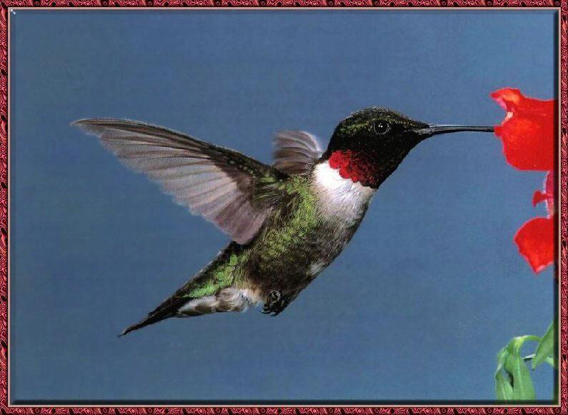 Ruby-throatedHummingbird 06.jpg