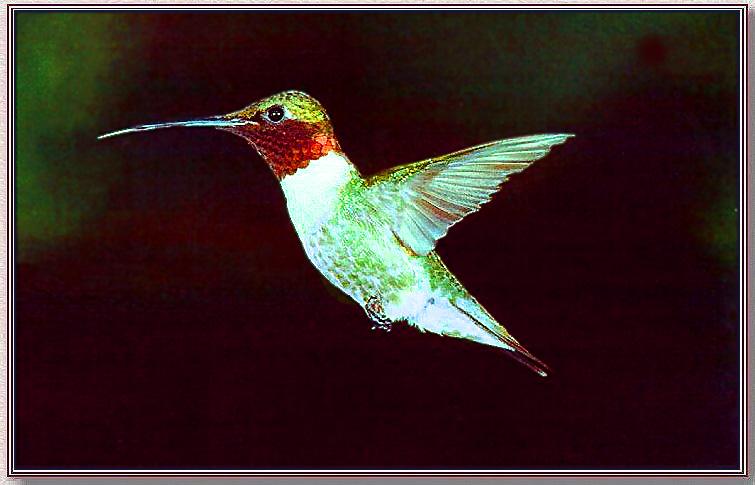 Ruby-throatedHummingbird 07-InFlight.jpg