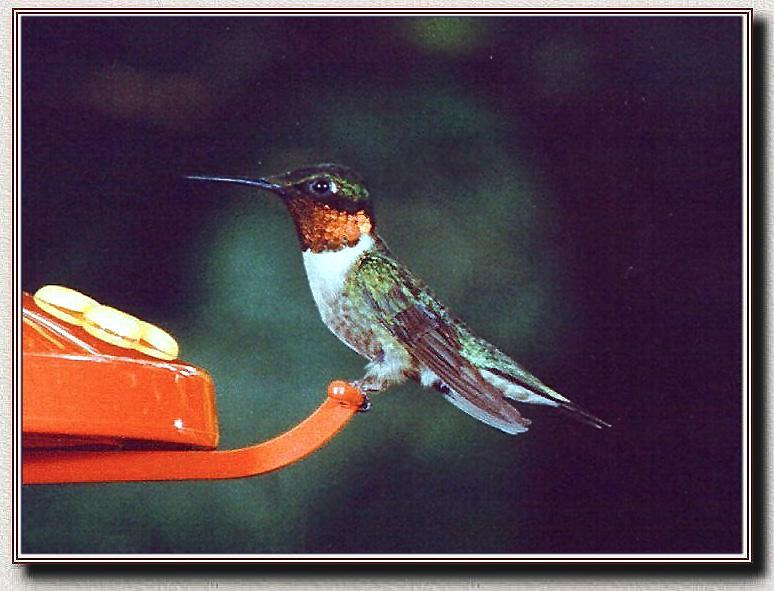 Ruby-throatedHummingbird 08.jpg