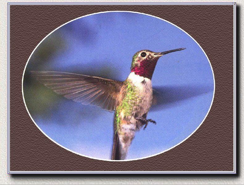 Ruby-throatedHummingbird 09.jpg