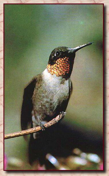 Ruby-throatedHummingbird 10.jpg