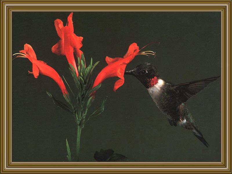 Ruby-throatedHummingbird 12.jpg