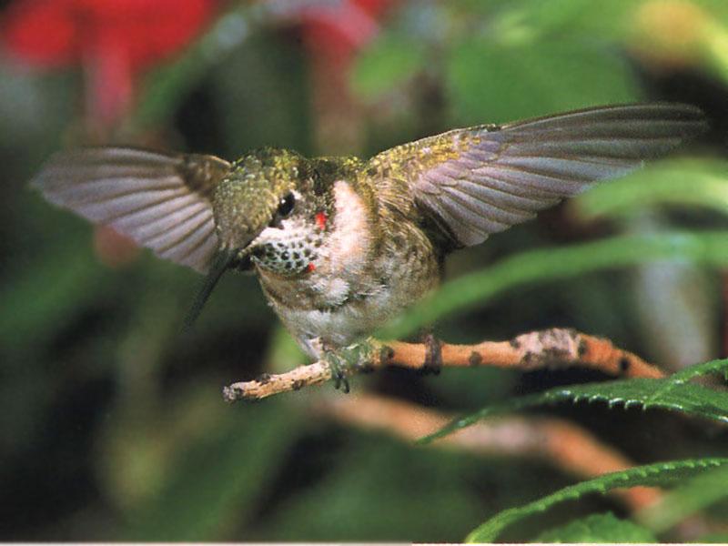 Ruby-throatedHummingbird 28-Open wings on branch.jpg