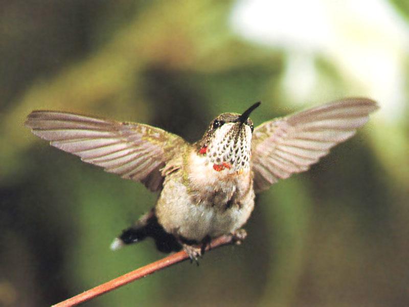 Ruby-throatedHummingbird 38-Open wings on branch tip.jpg
