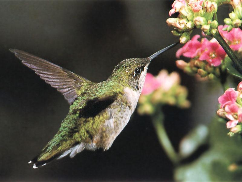 Ruby-throatedHummingbird 42-Sipping nectar in flight.jpg