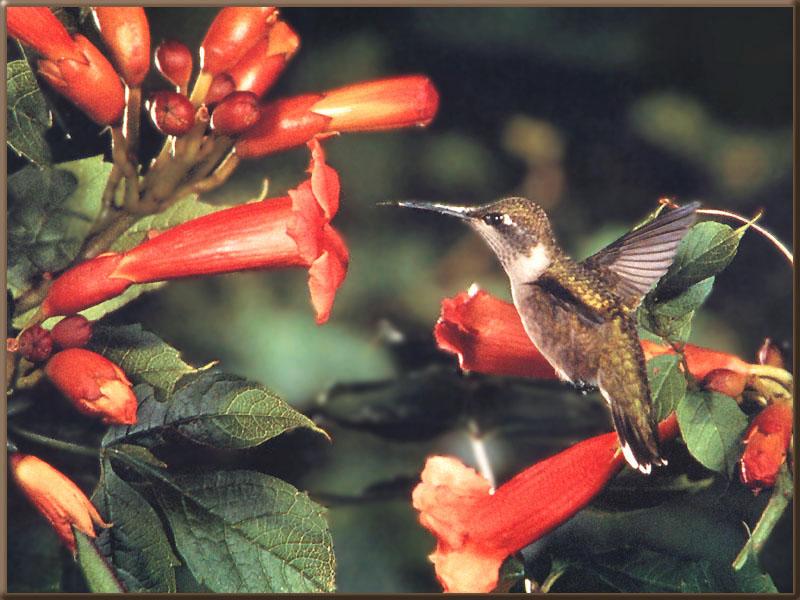Ruby-throatedHummingbird 48-Fight to red flowers.jpg