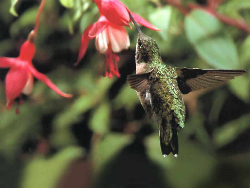 Ruby-throatedHummingbird 61-Sipping nectar.jpg