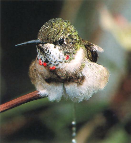 Ruby-throatedHummingbird 64-Perching on branch-Closeup.jpg