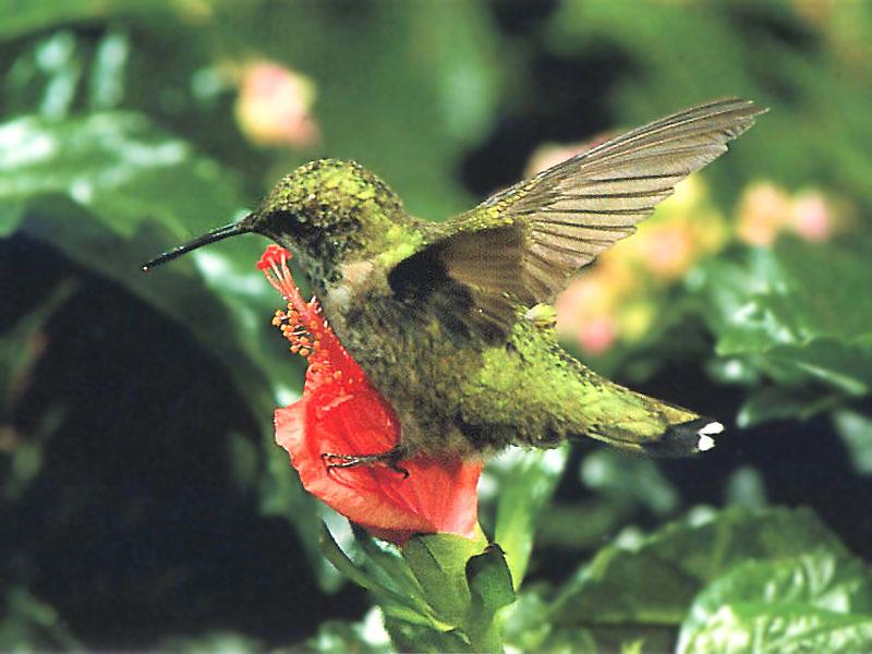Ruby-throatedHummingbird 67-Perching on flower.jpg