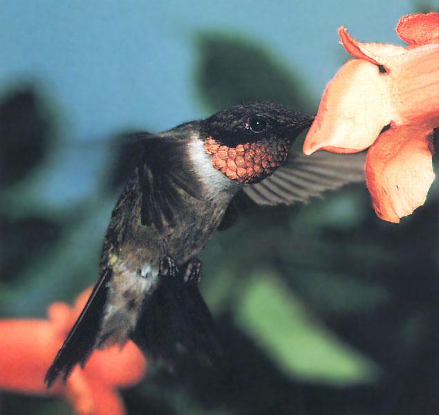 Ruby-throatedHummingbird 72-Sipping nectar-Closeup.jpg