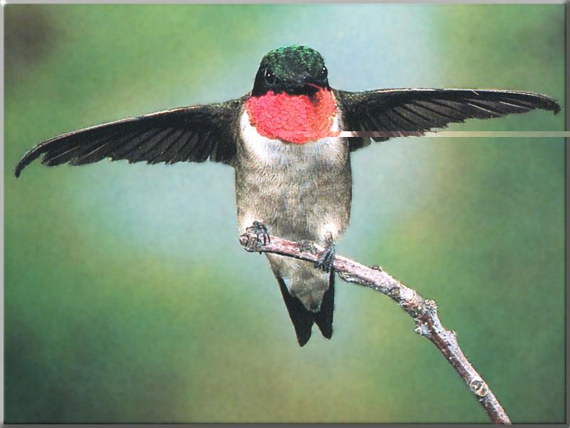 Ruby-throatedHummingbird 77-Perching on branch-Open wings.JPG