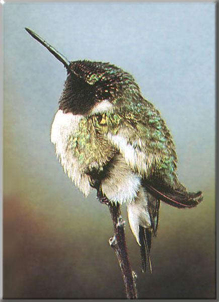 Ruby-throatedHummingbird 80-Perching on vertical branch tip.JPG