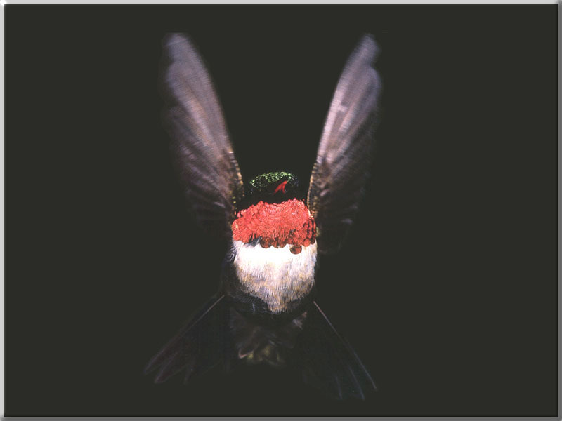 Ruby-throatedHummingbird 81-In flight-FrontView-Closeup.JPG