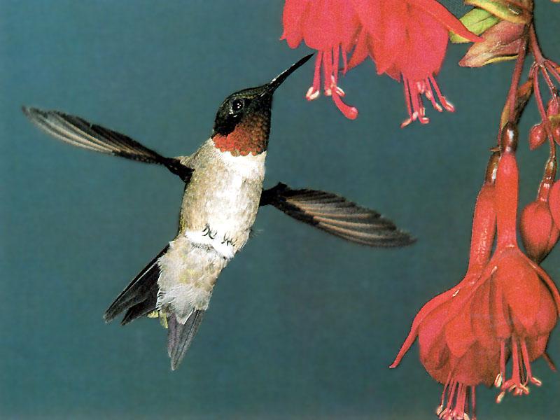 Ruby-throatedHummingbird 85-approaching red flower.JPG