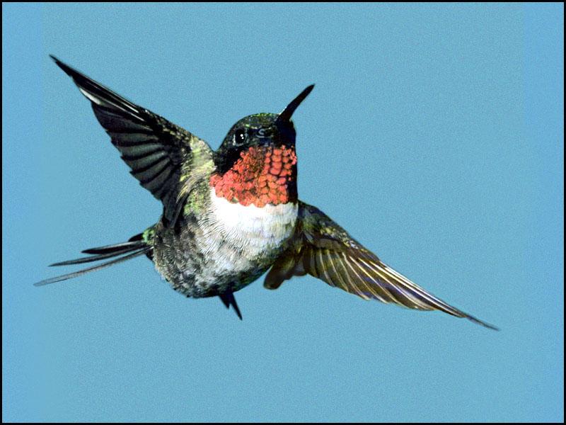 Ruby-throatedHummingbird 86-Closeup in flight.JPG