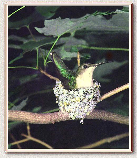 Ruby-throatedHummingbird Baby 01.jpg