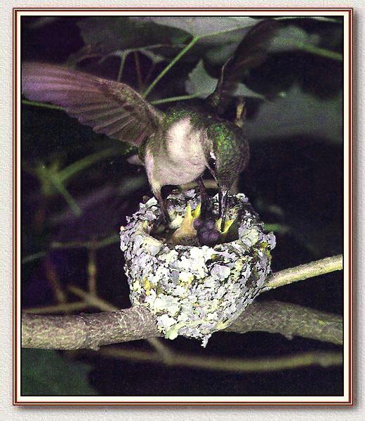 Ruby-throatedHummingbird Baby 02.jpg