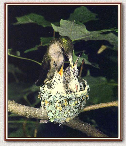 Ruby-throatedHummingbird Baby 03.jpg