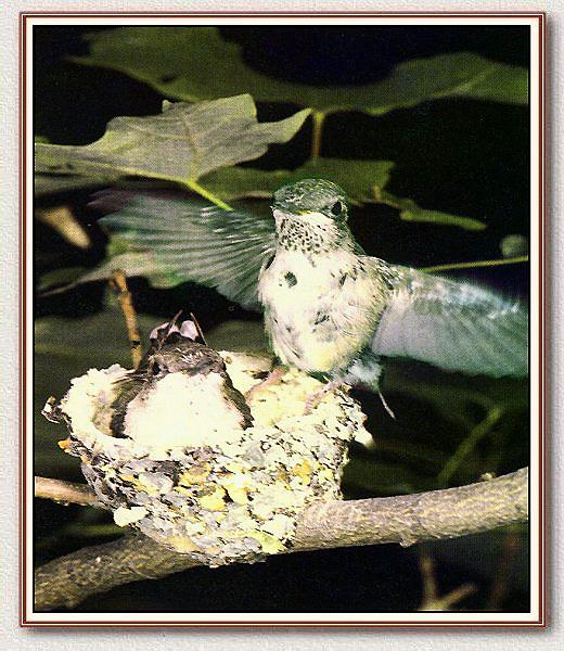 Ruby-throatedHummingbird Baby 05.jpg