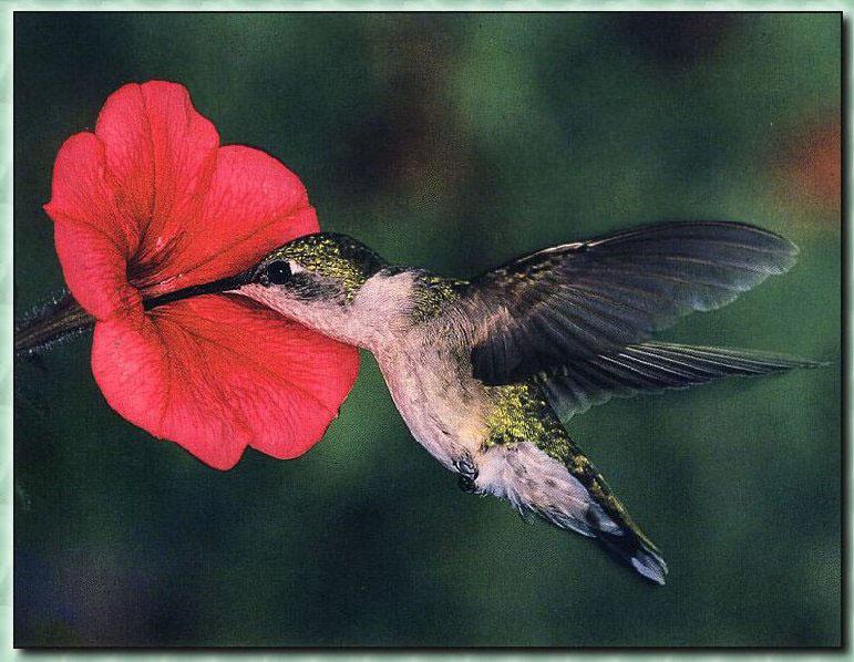 Ruby-throatedHummingbird Female 01.jpg