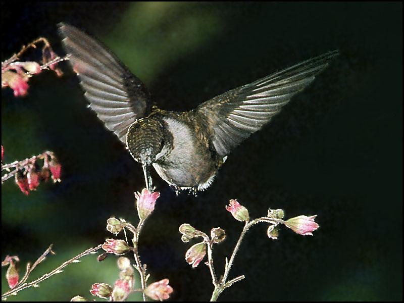 Ruby-throatedHummingbird Female 02-Sipping nectar.JPG